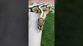 The contrast of colors is amazing on this ball python!