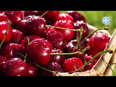 კვლევა: ალუბლის წვენის რეგულარული მიღება ძილის ხარისხს აუმჯობესებს