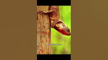 The frilled lizard is famous for its unique frill around the neck #animals #wildlife #animal