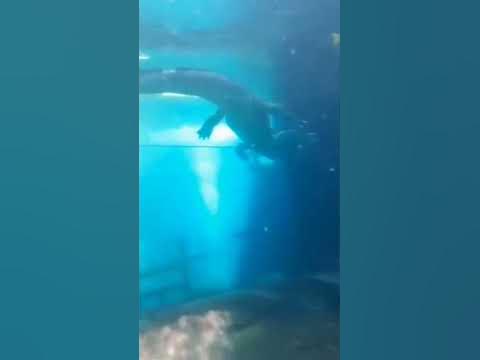 How long can crocodile stay underwater? #crocodile #oceanpark #trending