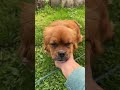 Pieszczoszek❤️ #trufel #foryou #dog #dogshorts #doglife #dogs #dogvideos #fan #love #mylove #piesek