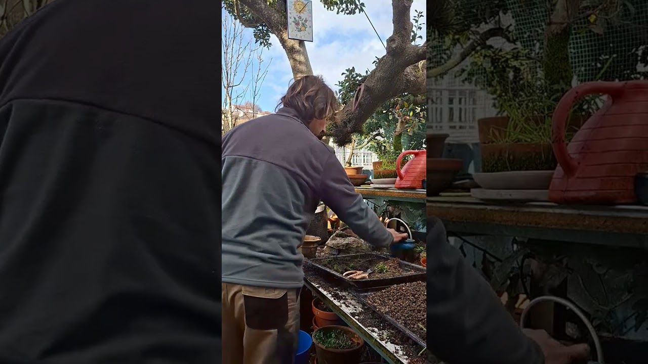 Trasplante de pinos pinaster 