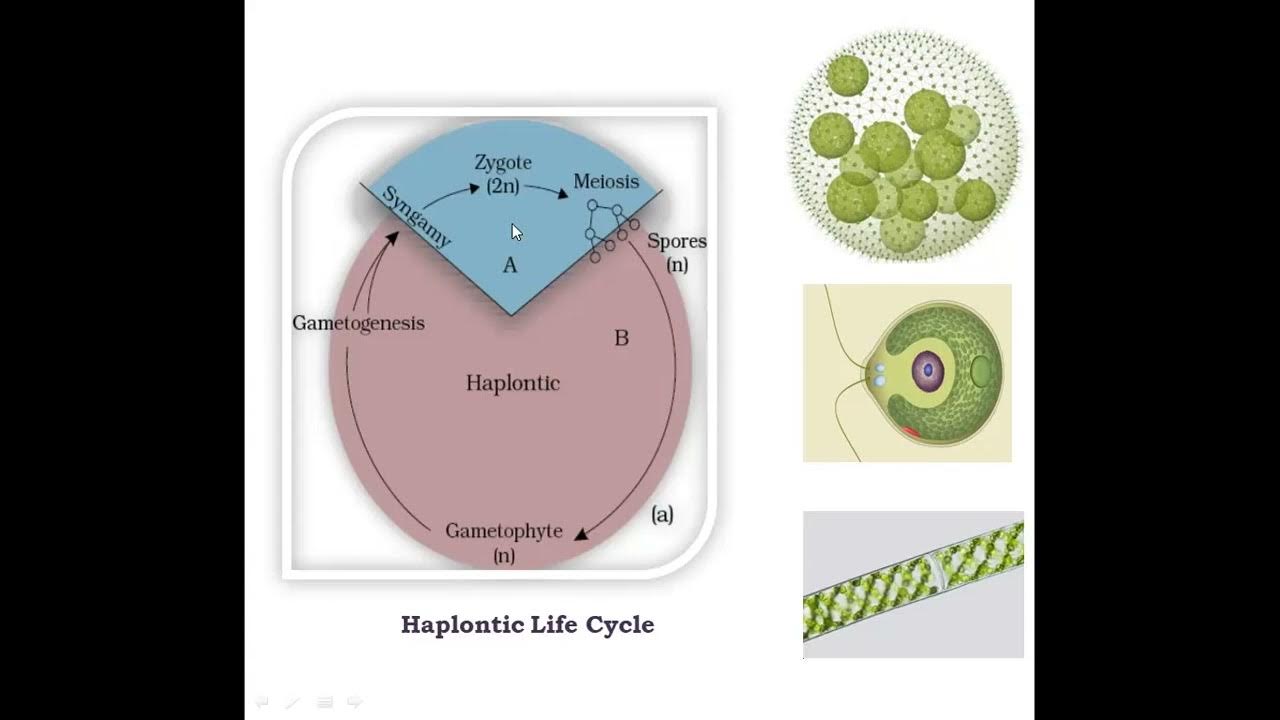 NEET Topic Haplontic And Diplontic Life Cycle In Plants NCERT neet-topic-haplontic-and-diplontic-life-cycle-in-plants-ncert