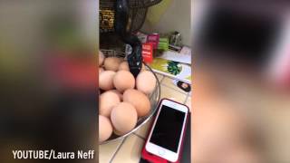 No yolk! Watch snake sneak into family&amp;#039;s kitchen to steal their eggs