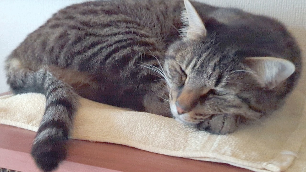 飼い猫が膀胱炎になりました