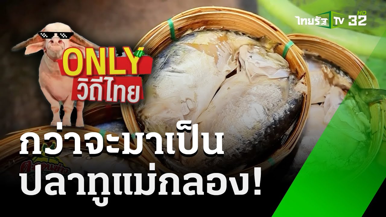 ปลาทูแม่กลอง หน้างอคอหัก | Only วิถีไทย | 9 ก.พ. 68 | ตะลอนข่าวสุดสัปดาห์