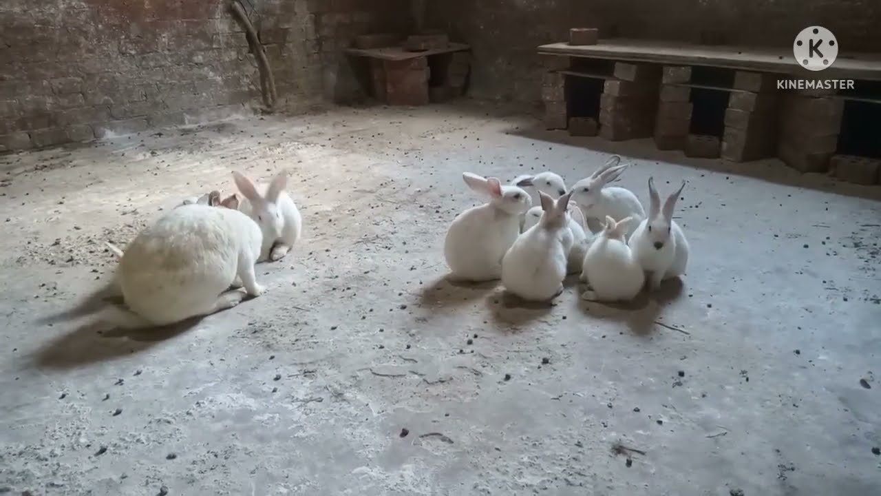 خطأ مهم جدا فى تربية الارانب على الارض#سلسلة النجاح فى تربية الأرانب على الارض#rabbit