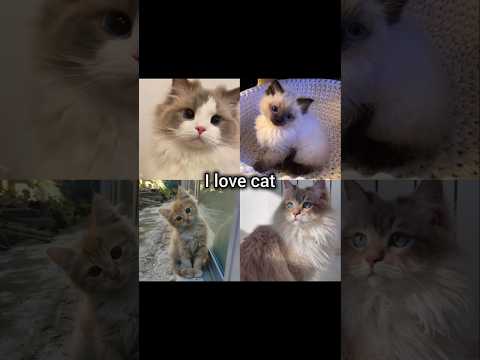 The Most Insane Demon Slayer Battle Yet [4K ᵁᴴᴰ2160p]