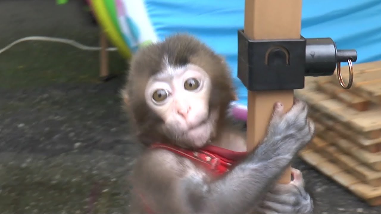 さる軍団にやって来たセンタロウ 初めてのお散歩の日