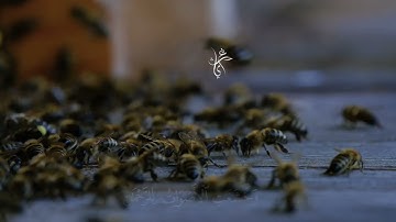 وخشعت الأصوات للرحمن قرآن كريم #قرآن السعودية مكة الرياض قطر دبي مصر اليمن صنعاء الجزائر العراق جدة