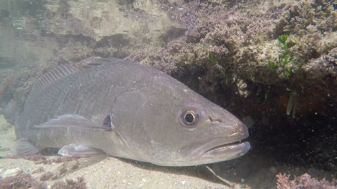 80cm Kob (Mulloway) On Dropshot In The Eastern Cape South Africa