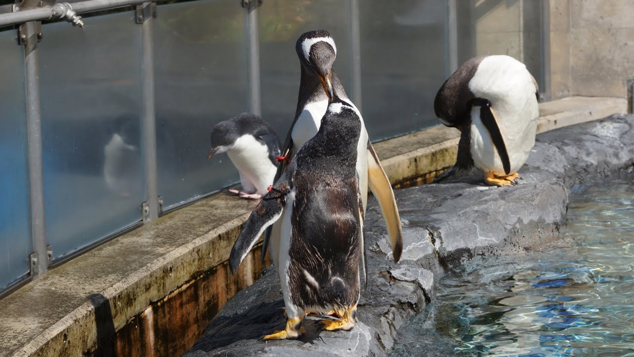 旭山動物園 求愛行動にとまどうジェンツーペンギン37番 Youtube