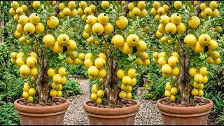 4 Tips for Propagating Guava Trees for Rapid Rooting and Fruiting #farming #guava Update