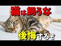 猫を飼うんじゃなかった！後悔する前に覚悟してほしい12のこと