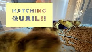 Hatching Quail eggs from EBay!