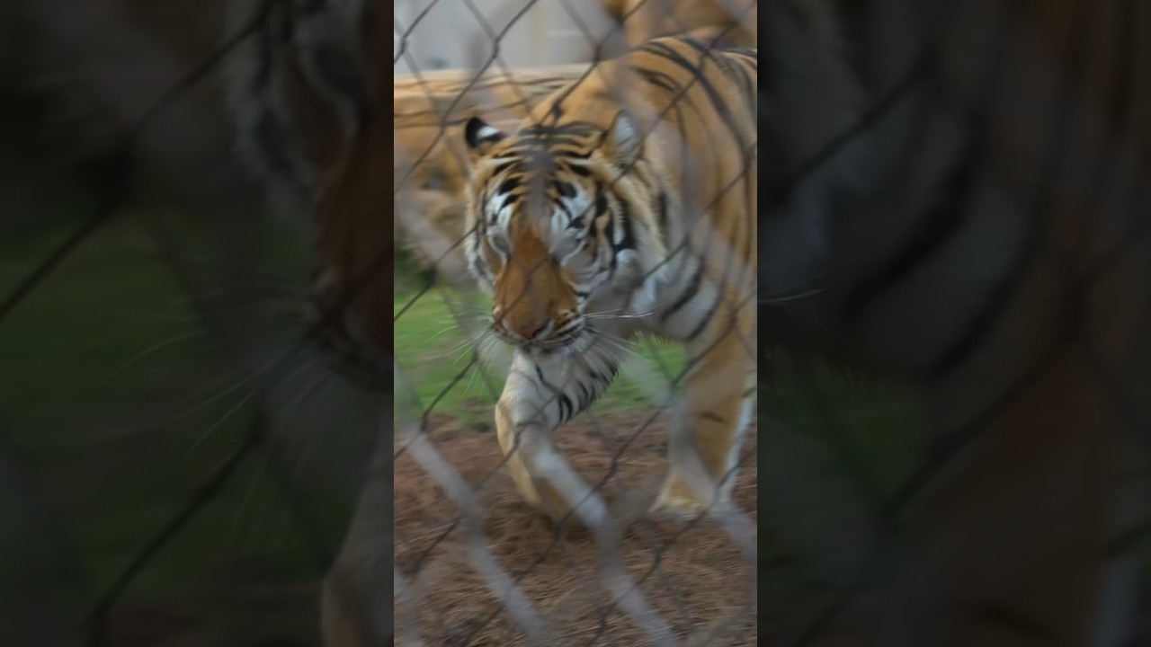 The CRAZIEST School Mascot! 😨