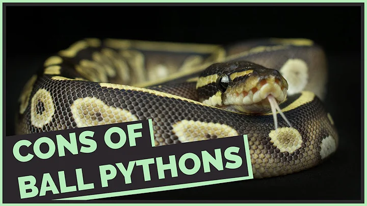 Everything that Sucks about Ball Pythons