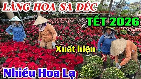 LÀNG HOA SA ĐÉC TẾT 2026 BÙNG NỔ XUẤT HIỆN NHIỀU LOÀI HOA MỚI 