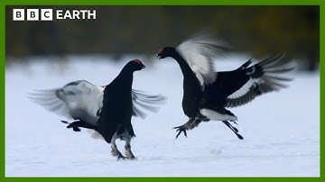 The Most Important Dance Of This Bird