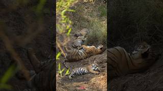 Tiger Facts in Hindi 🐯 | Amazing Tiger Facts You Didn't Know #shorts