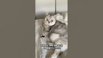 Почему у кошки дергается спина #коты #кошка #кот