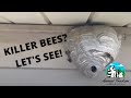 How To Treat A Bald-Faced Hornet Nest