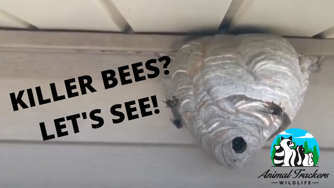 How To Treat A BaldFaced Nest YouTube
