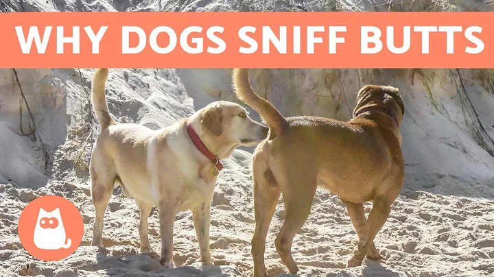 Why do Dogs Sniff Each Other's Butts? - DayDayNews