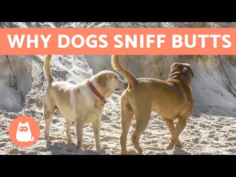 Video: Hvad får din hund fra sniffing Butts?