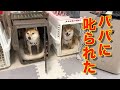 叱られているのに、ヘラヘラ笑って、全く反省しない子犬・・・