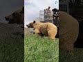 Mother Bear and Two Cubs RELEASED! Camera doesn't survive! #bears #amazing