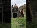Mother Bear and Two Cubs RELEASED! Camera doesn't survive! #bears #amazing