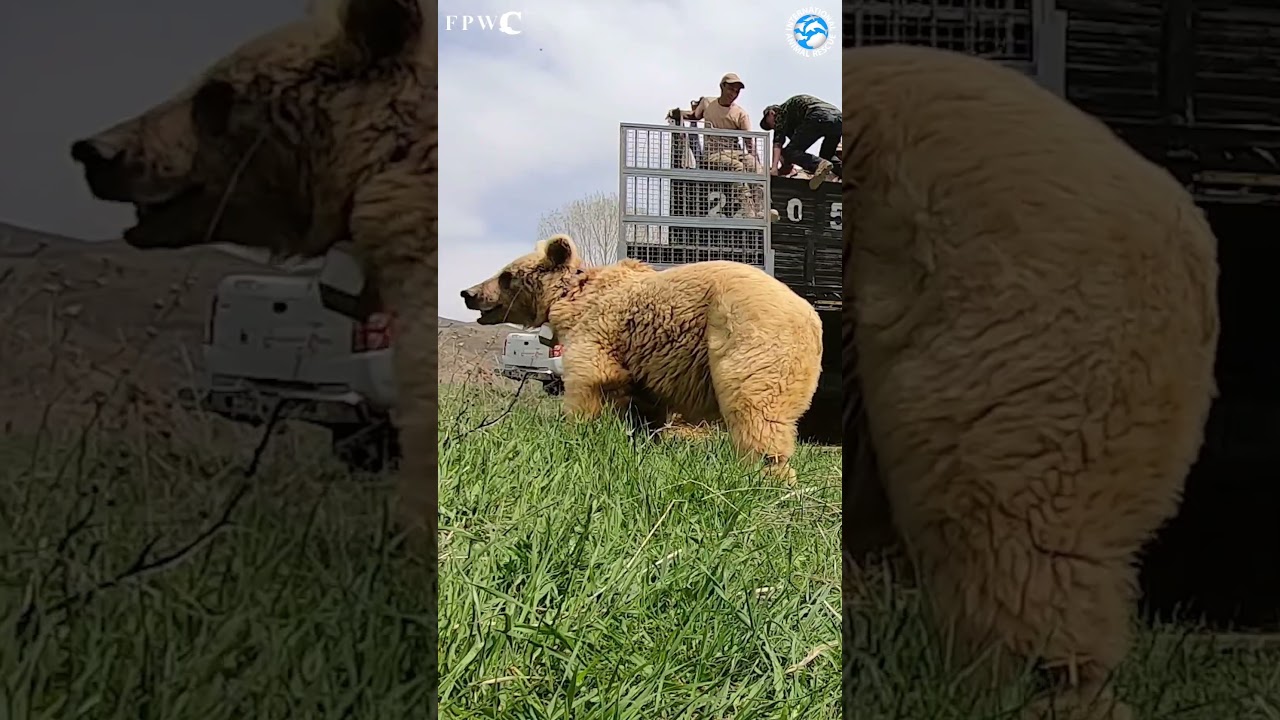 Mother Bear and Two Cubs RELEASED! Camera doesn't survive! #bears #amazing