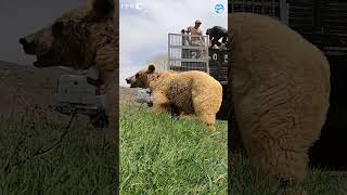 Mother Bear and Two Cubs RELEASED! Camera doesnt survive! #bears #amazing