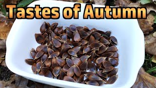 Beech Nuts - Harvesting, Peeling, Roasting and Tasting