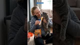 Kittens Treat Obsession #Shorts #catsofyt #felinefun #naturalpetfood #belovedpets