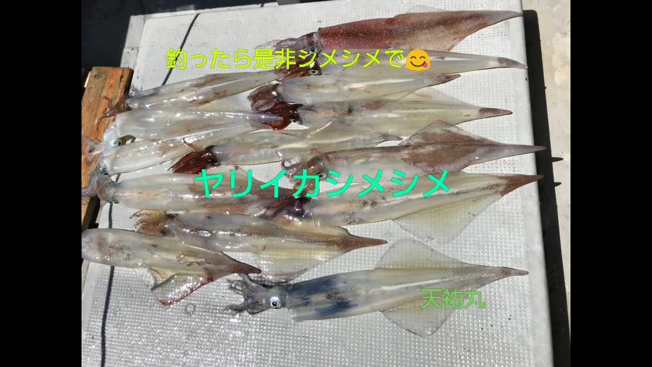 釣った魚の船上処理　ヤリイカ編