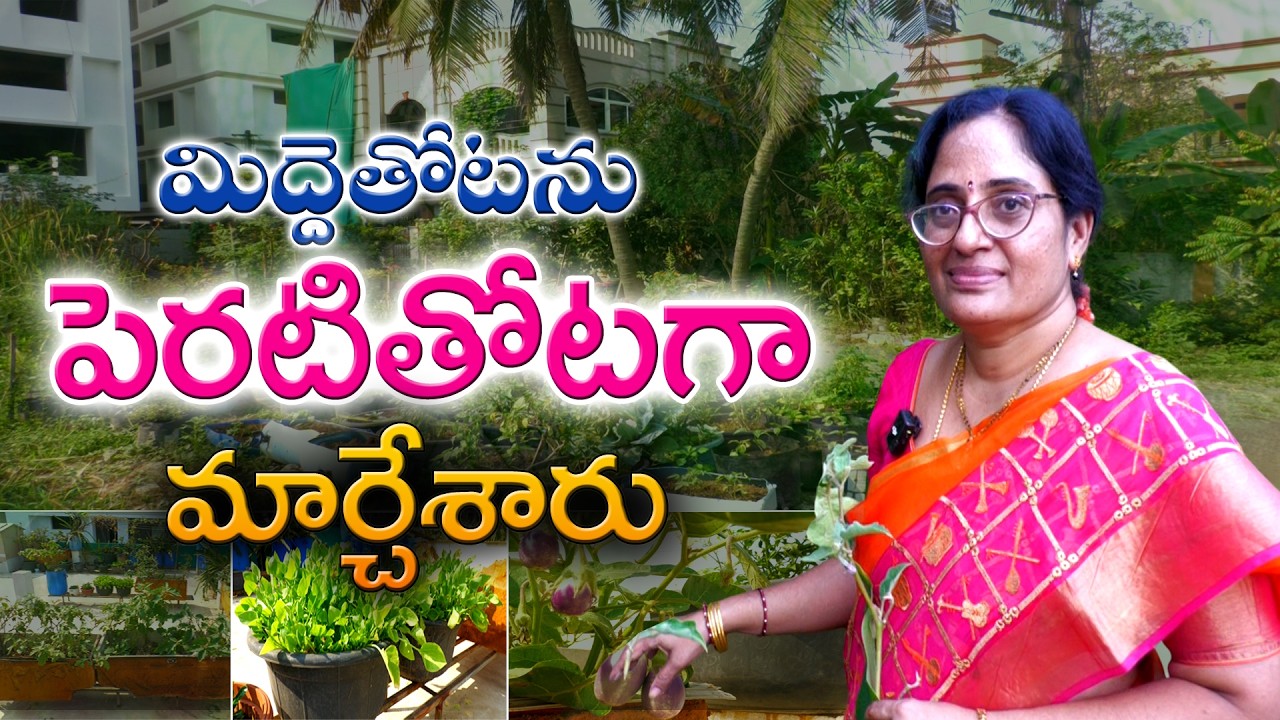 Террасный сад превращен в огород | Лакшми Прасанна #домашнеесадоводство #органическоеземледелие