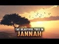 Le bel arbre de jannah que vous devez connatre