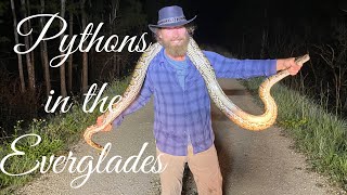 Information Pythons in the Everglades - Adventure Life - Episode 9 News