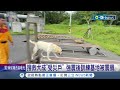 搜救犬成&quot;受災戶&quot; 強震後訓練基地被震損 強震毀水璉消防分隊 搜救犬搬至七星潭新家│記者 呂彥 林芹瑜│【台灣要聞】20240510│三立iNEWS