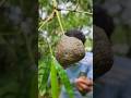Strange fruit on the birch tree #camping #bushcraft #survival #outdoors #lifehacks#ideas#shorts