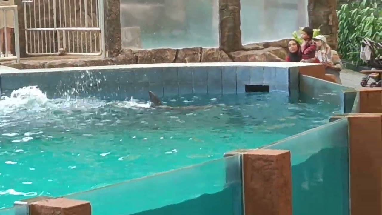 Ameera nonton pertunjukan lumba lumba pintar di Taman Safari Prigen 