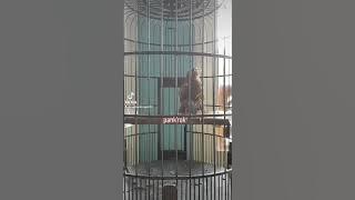 wambi durasi roll sped