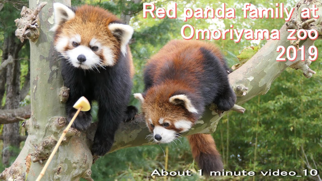 Red panda レッサーパンダ】Family at Omoriyama zoo 2019 About 1