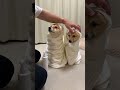【何に似てる？】お風呂上がりの豆柴姉妹の姿がかわいすぎました