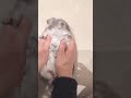 チンチラを可愛がってたら噛まれた。I was bitten if I loved chinchilla