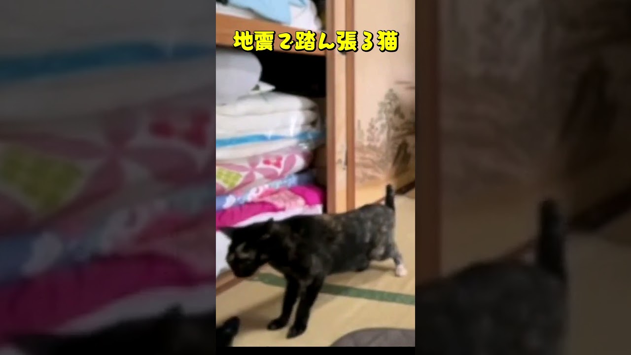 地震で踏ん張る猫　 #猫 #cat #ネコ