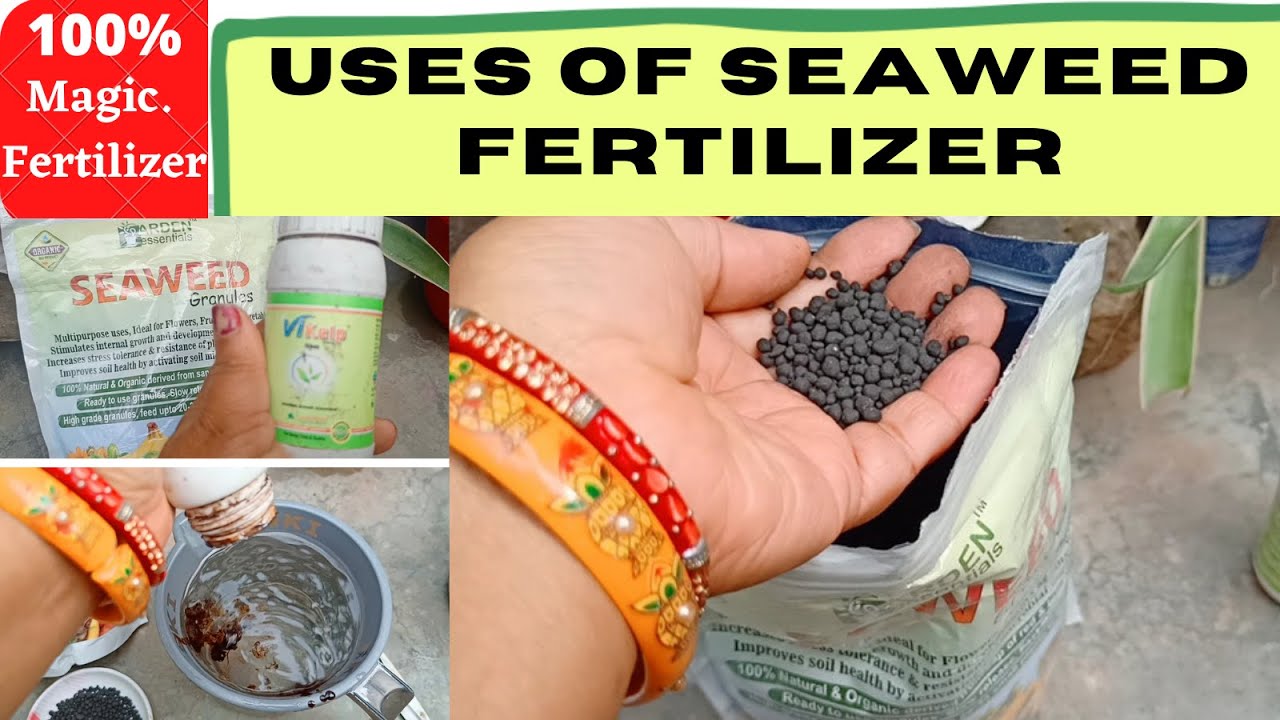 Uses Of Seaweed Fertilizer How to use seaweed fertilizer for plant's