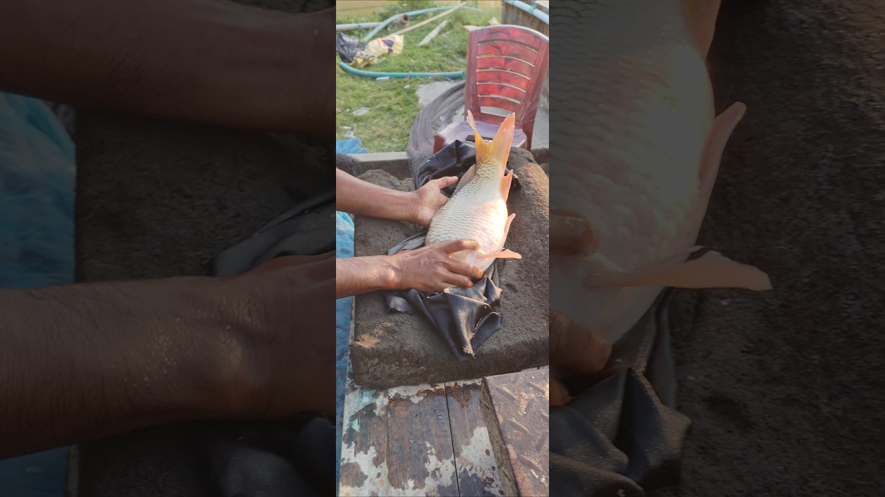 Big Fish → Egg Harvesting Process 🐠🥚 | Viral Aquaculture" 